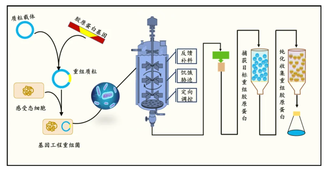 重組膠原蛋白概述