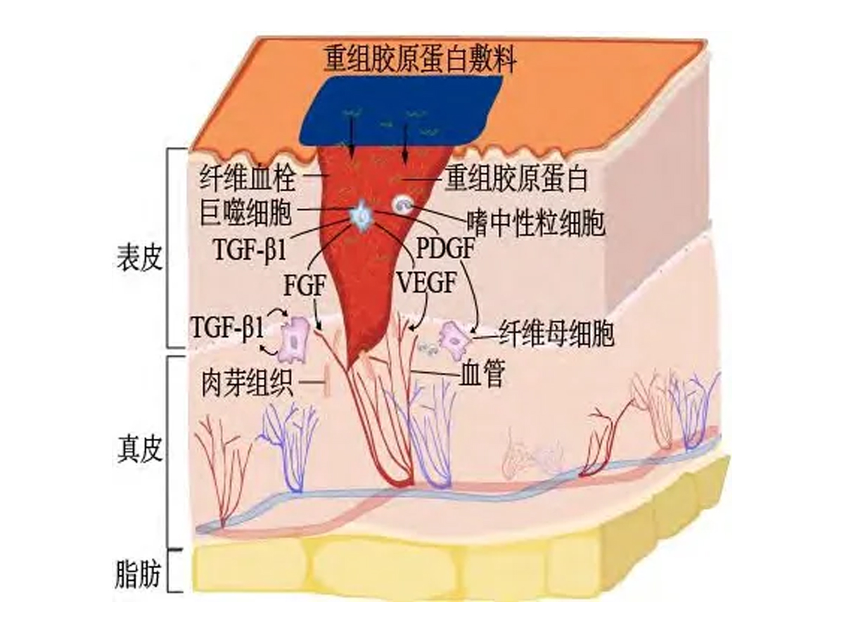 重組膠原蛋白的優勢